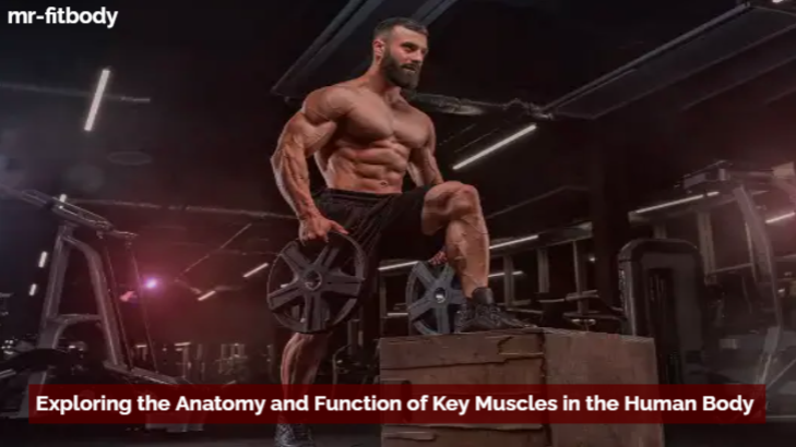 Exploring the Anatomy and Function of Key Muscles in the Human Body