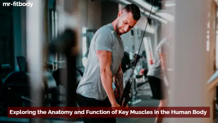 Exploring the Anatomy and Function of Key Muscles in the Human Body